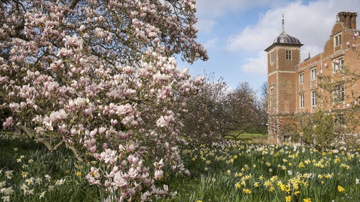 Daffodils and blossom on a tree in the West Garden at Blickling Estate, Norfolk